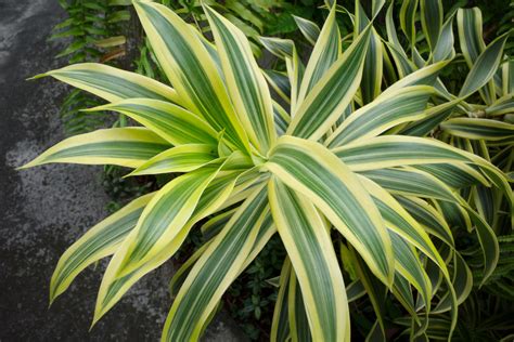 黃邊百合竹|百合竹 (Dracaena reflexa)